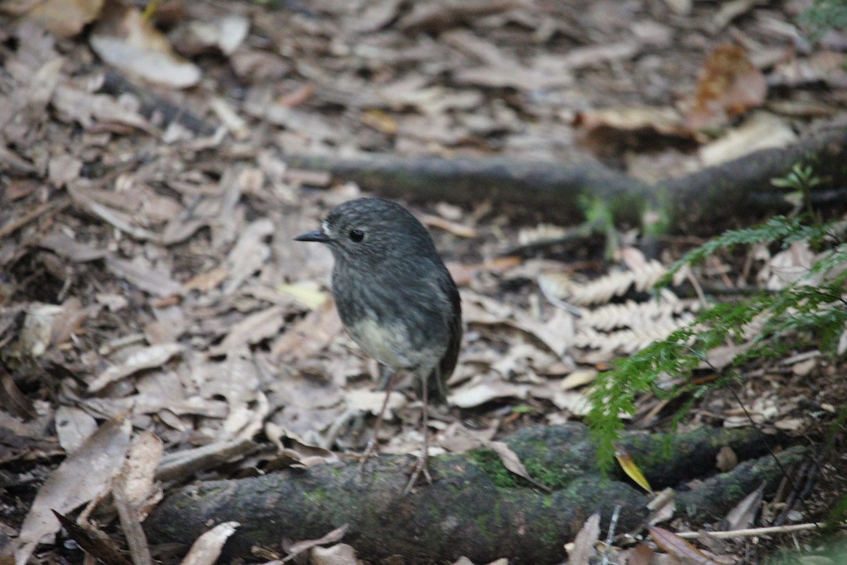 North Island Robin - ML624537416