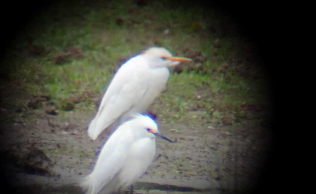Snowy Egret - ML624537475