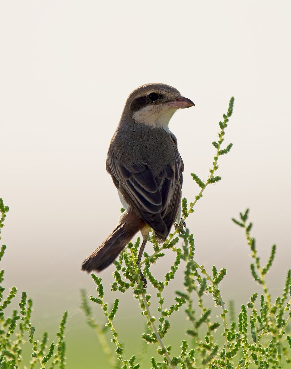 Isabelline Shrike - ML624537556