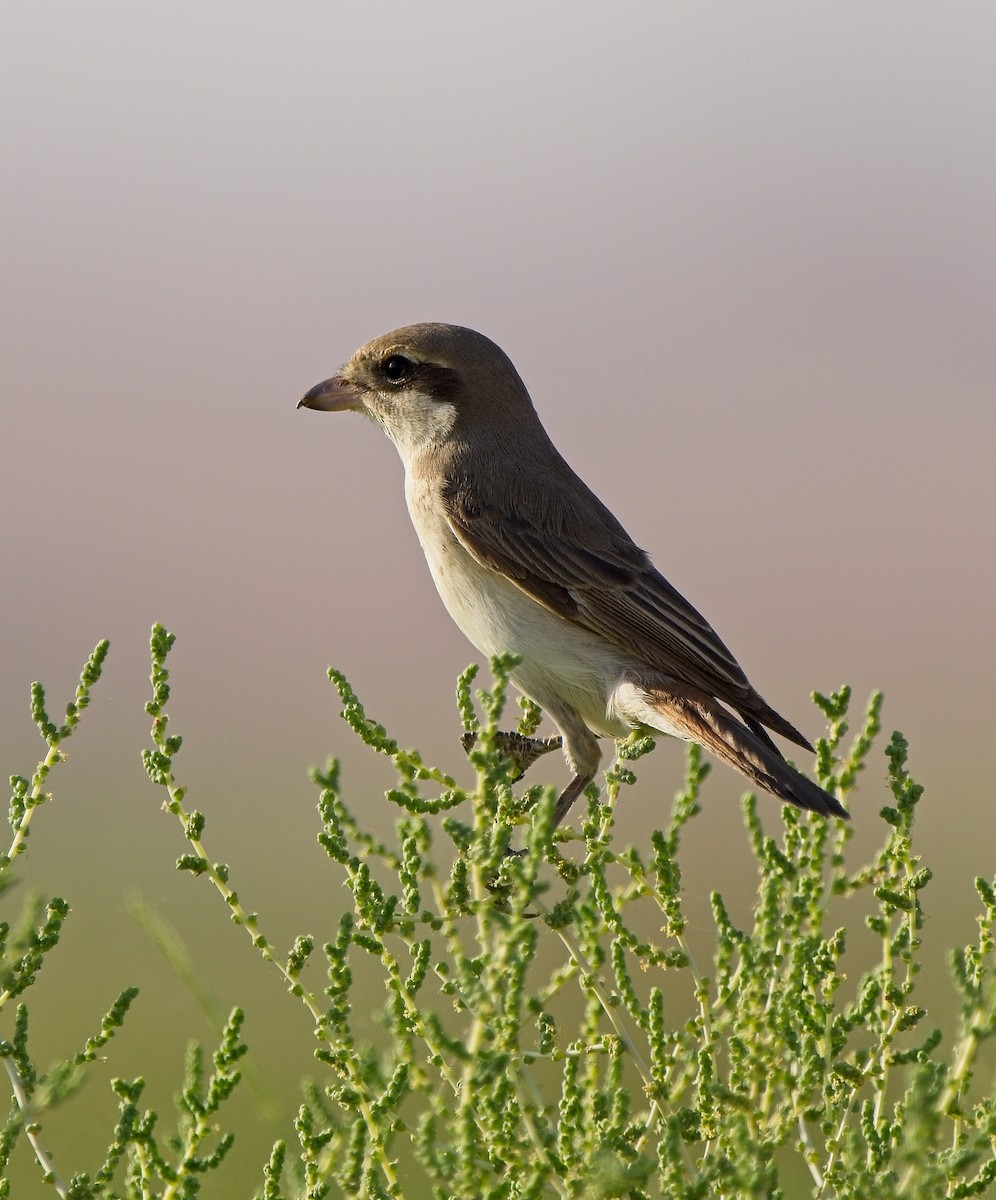 Isabelline Shrike - ML624537557