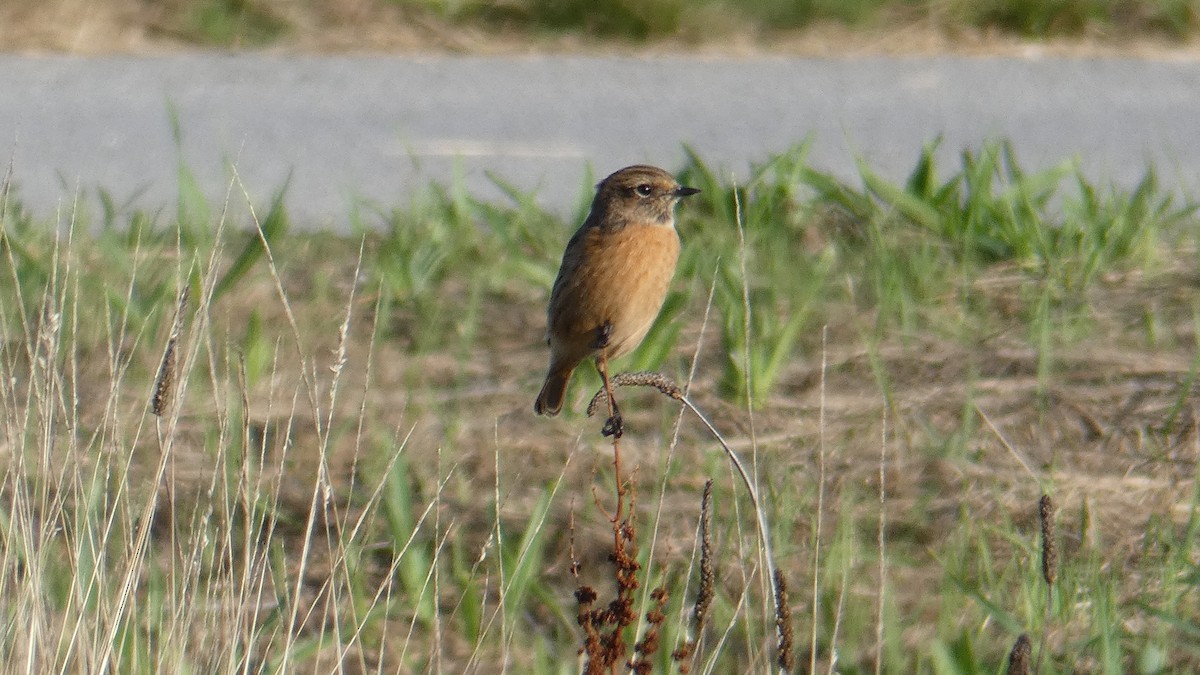 European Stonechat - ML624537615