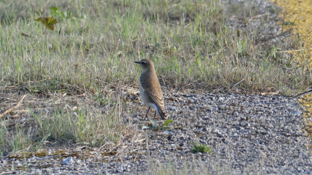 穗䳭 - ML624537633