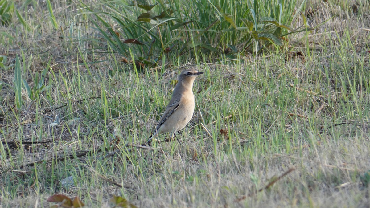 穗䳭 - ML624537634