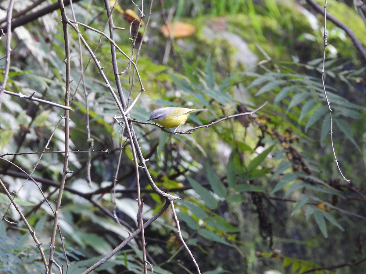 Gray-hooded Warbler - ML624537664