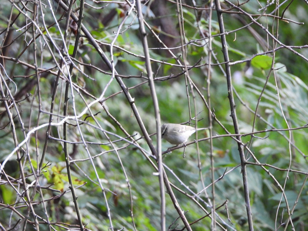 Gray-hooded Warbler - ML624537665