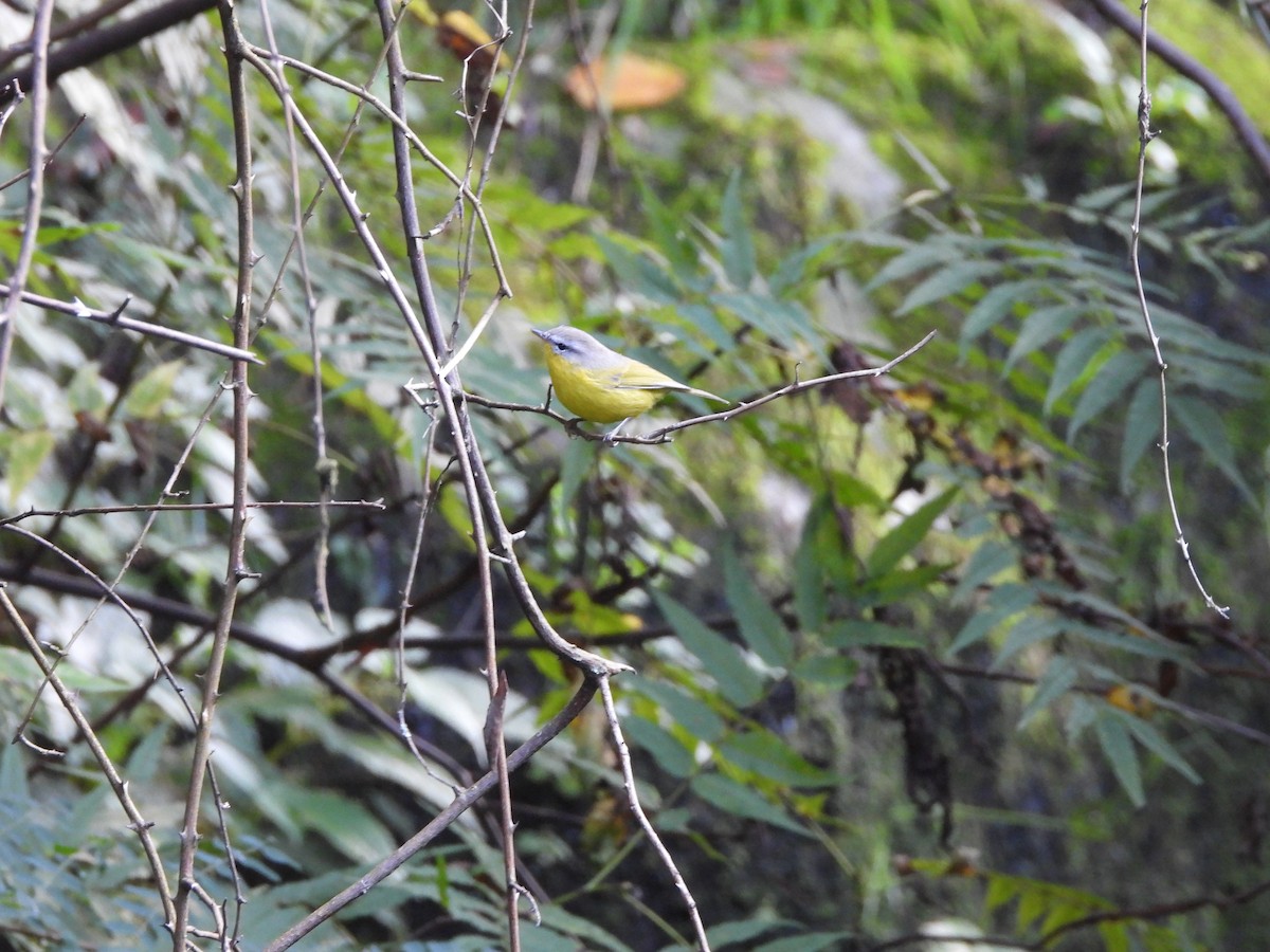 Gray-hooded Warbler - ML624537666