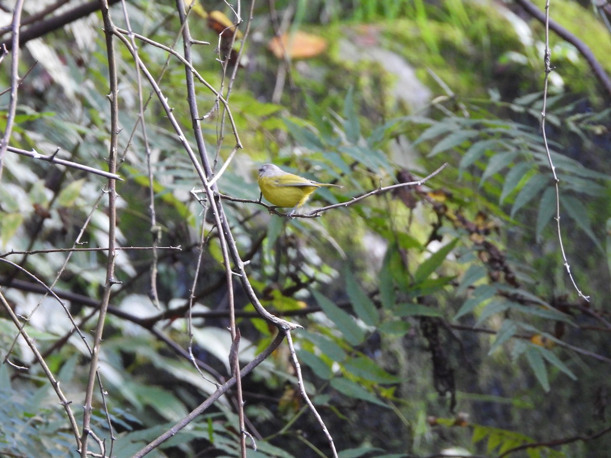 Gray-hooded Warbler - ML624537667