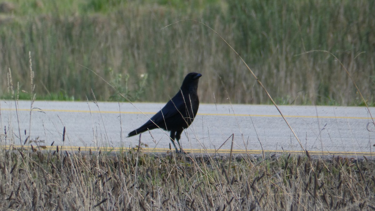 小嘴烏鴉 - ML624537686