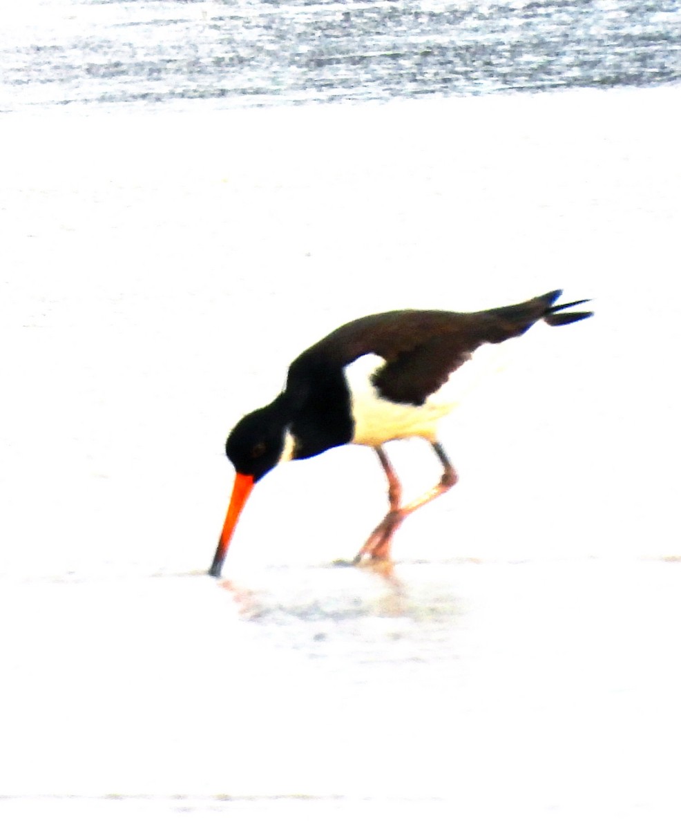 Eurasian Oystercatcher - ML624537728