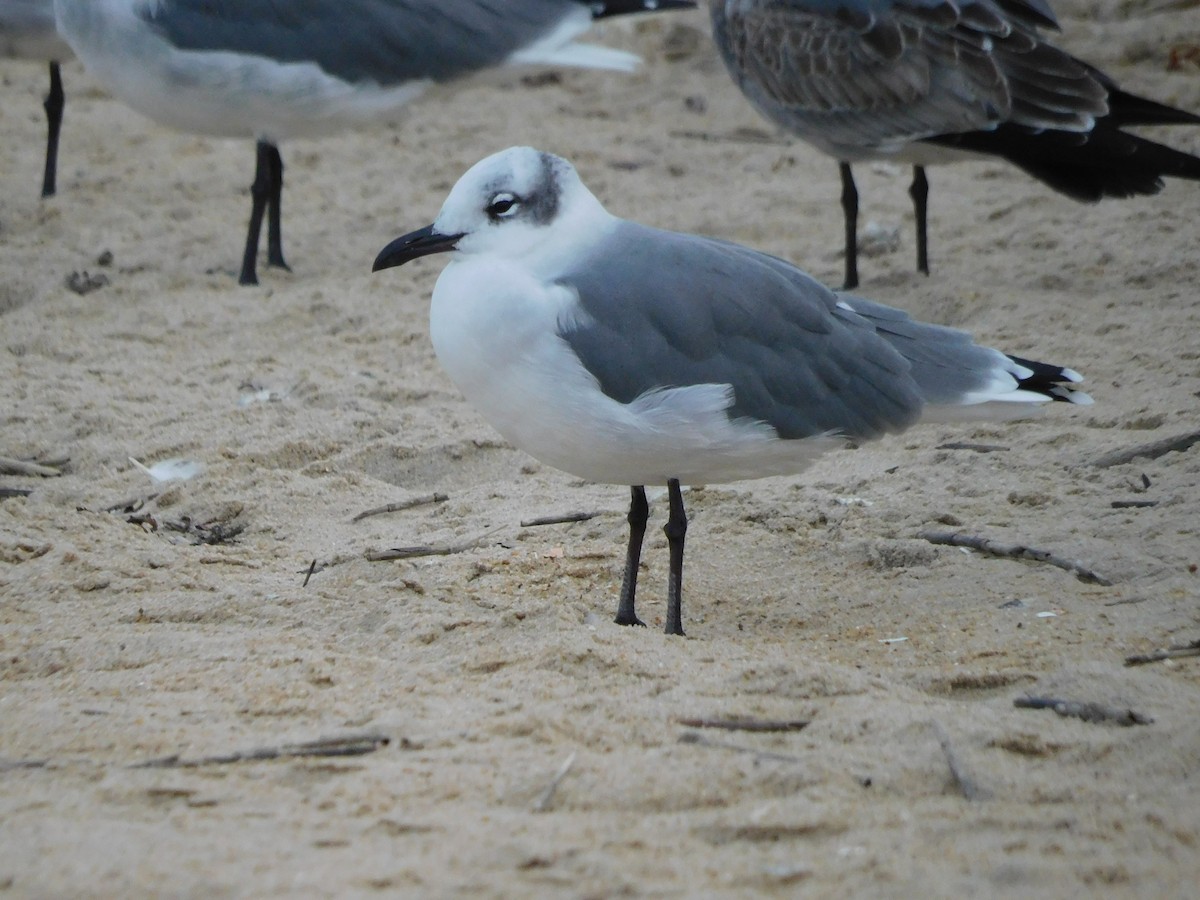 Laughing Gull - Charles Chu