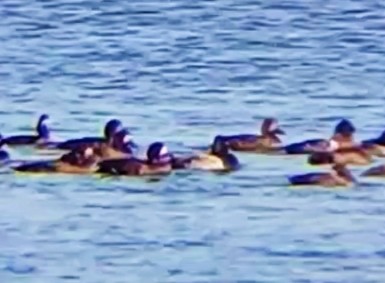 Lesser Scaup - ML624537919