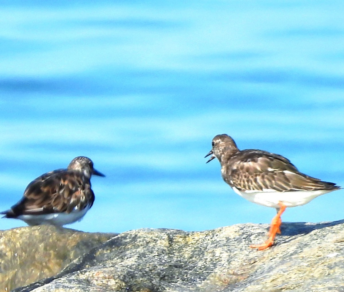 Ruddy Turnstone - Usha Nataraj