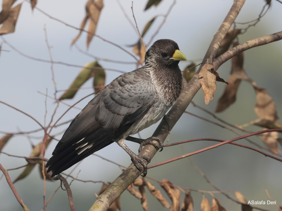 Eastern Plantain-eater - ML624538043