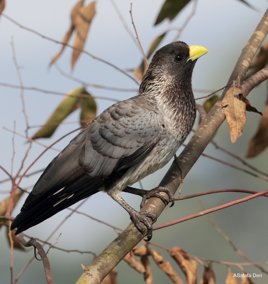 Eastern Plantain-eater - ML624538044