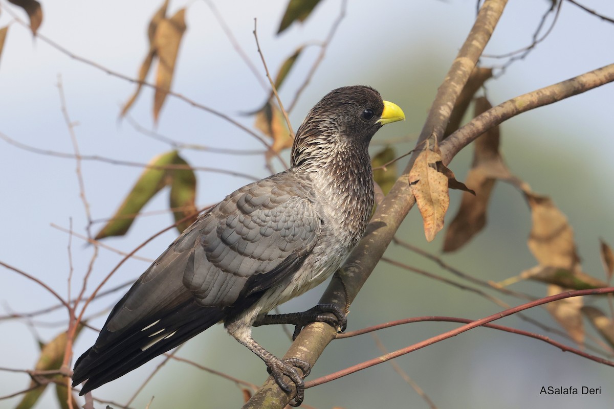 Eastern Plantain-eater - ML624538045