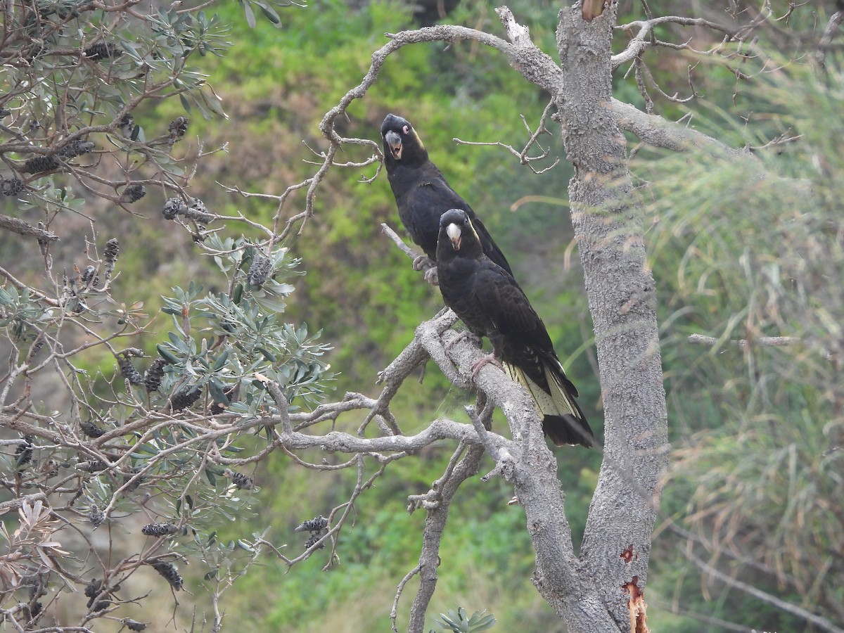 Yellow-tailed Black-Cockatoo - ML624538048