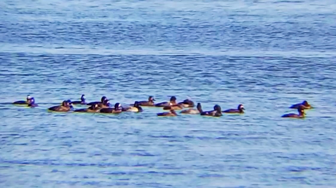 Lesser Scaup - ML624538049