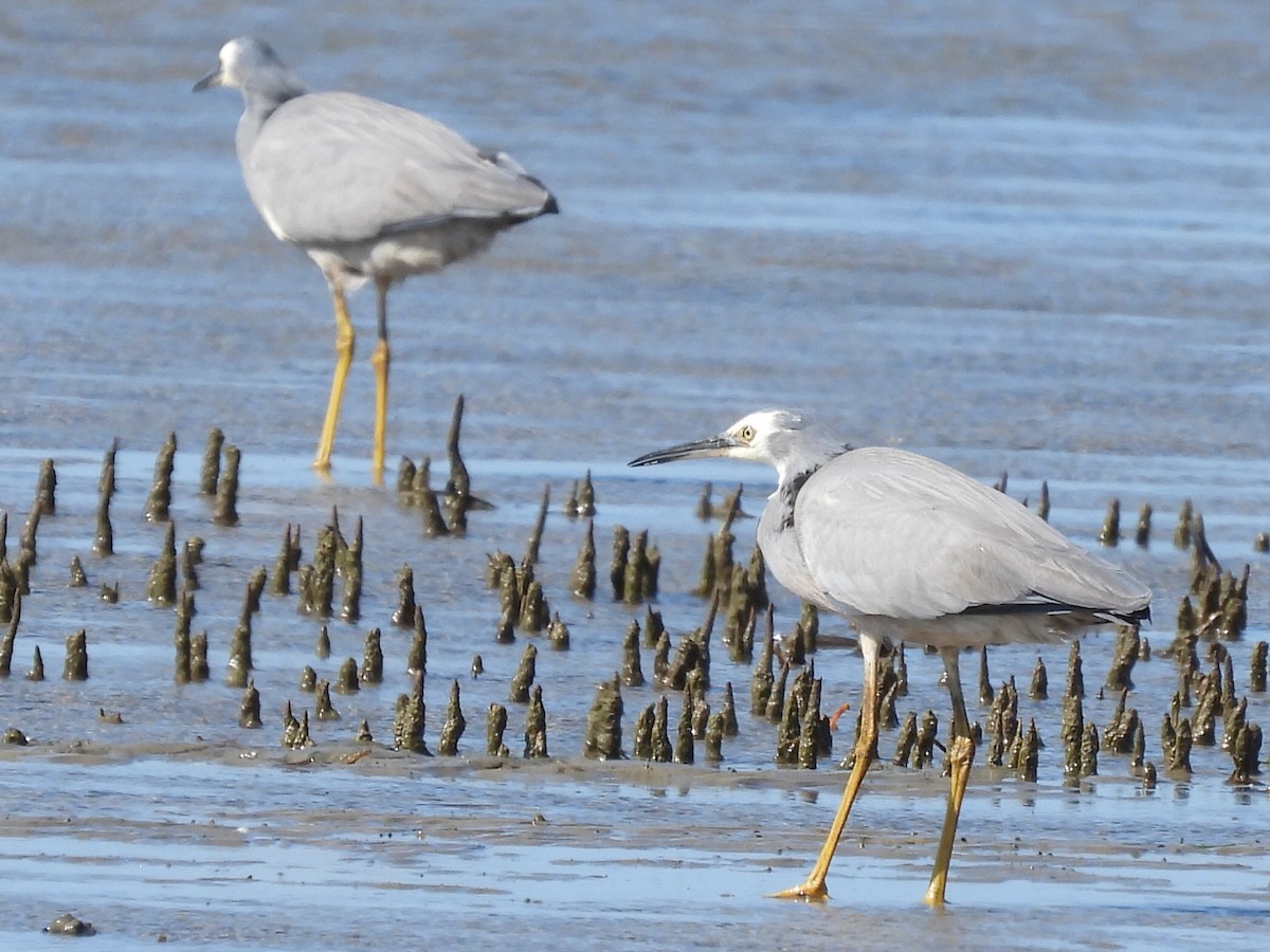 White-faced Heron - ML624538053