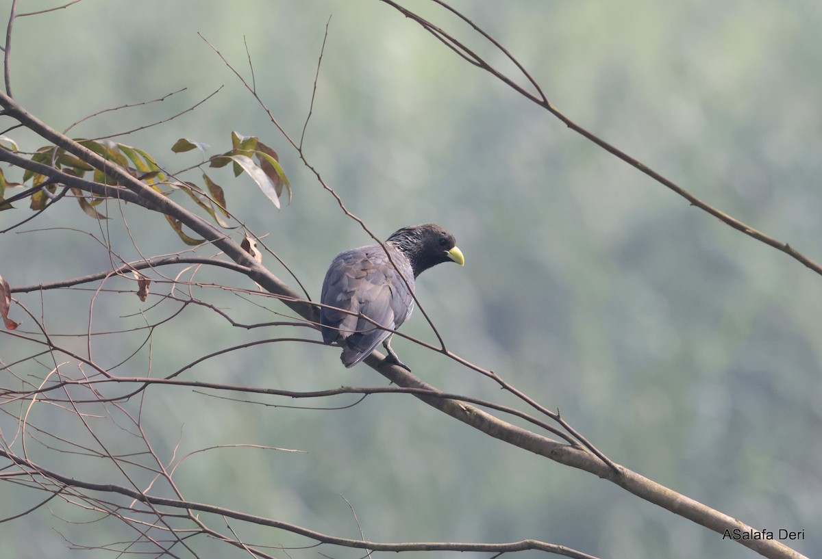 Eastern Plantain-eater - Fanis Theofanopoulos (ASalafa Deri)