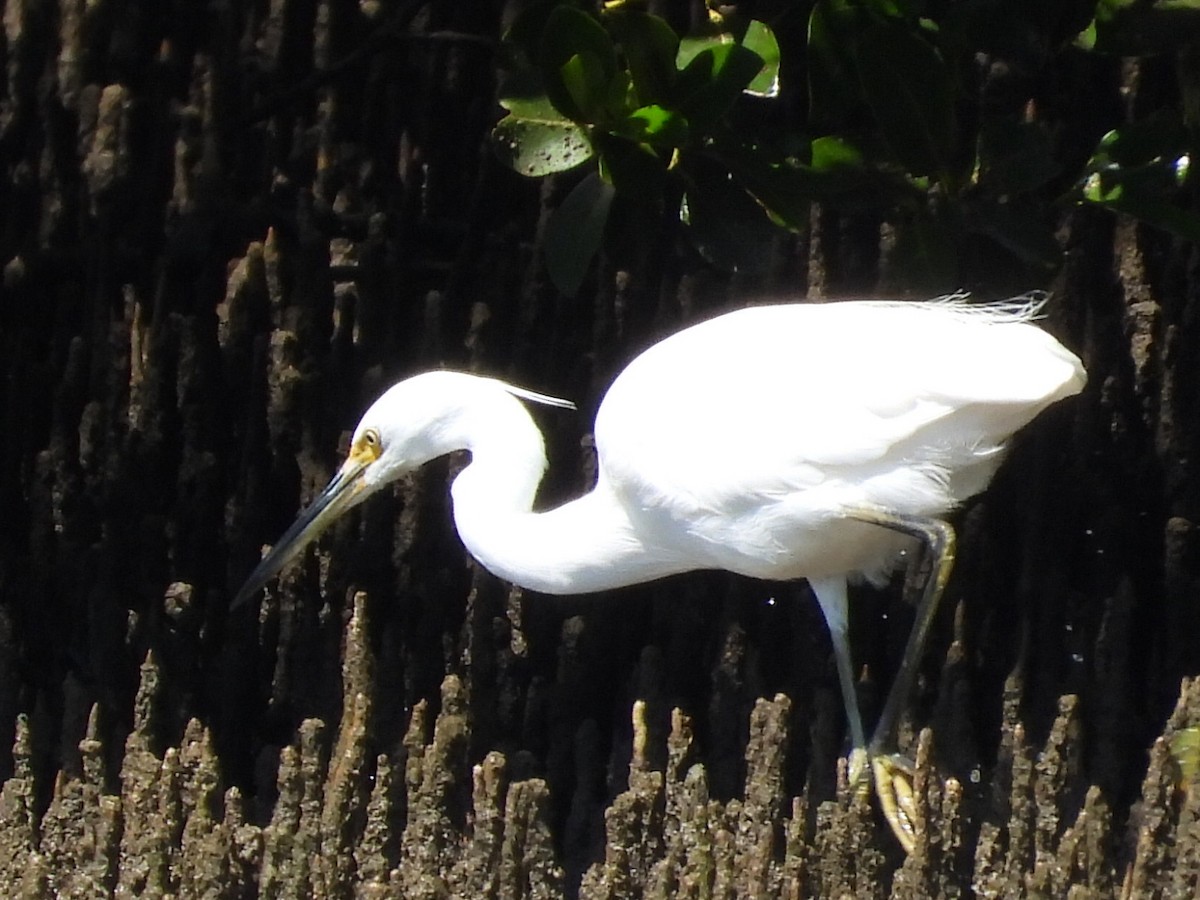 Little Egret - ML624538055