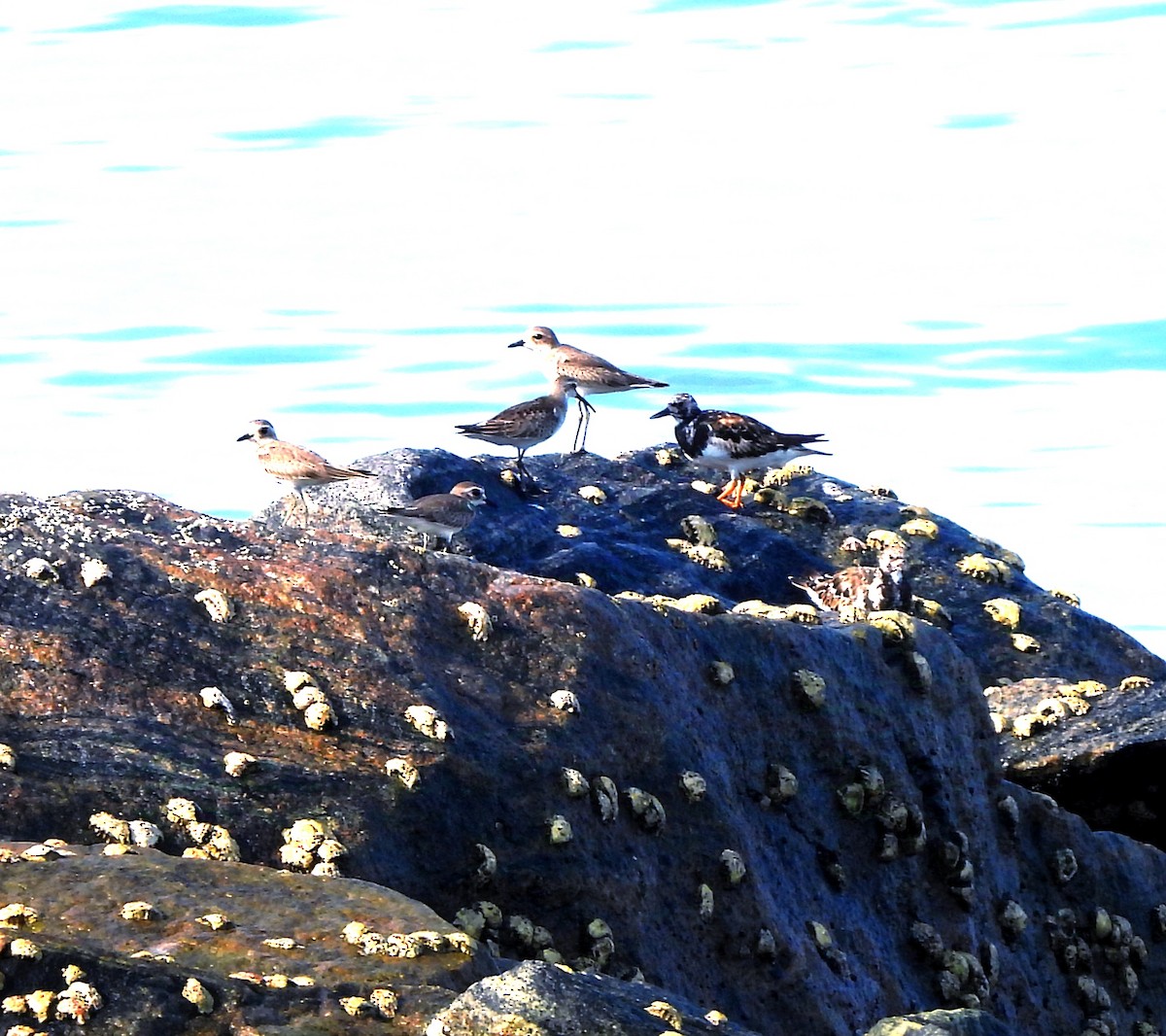 Ruddy Turnstone - ML624538056