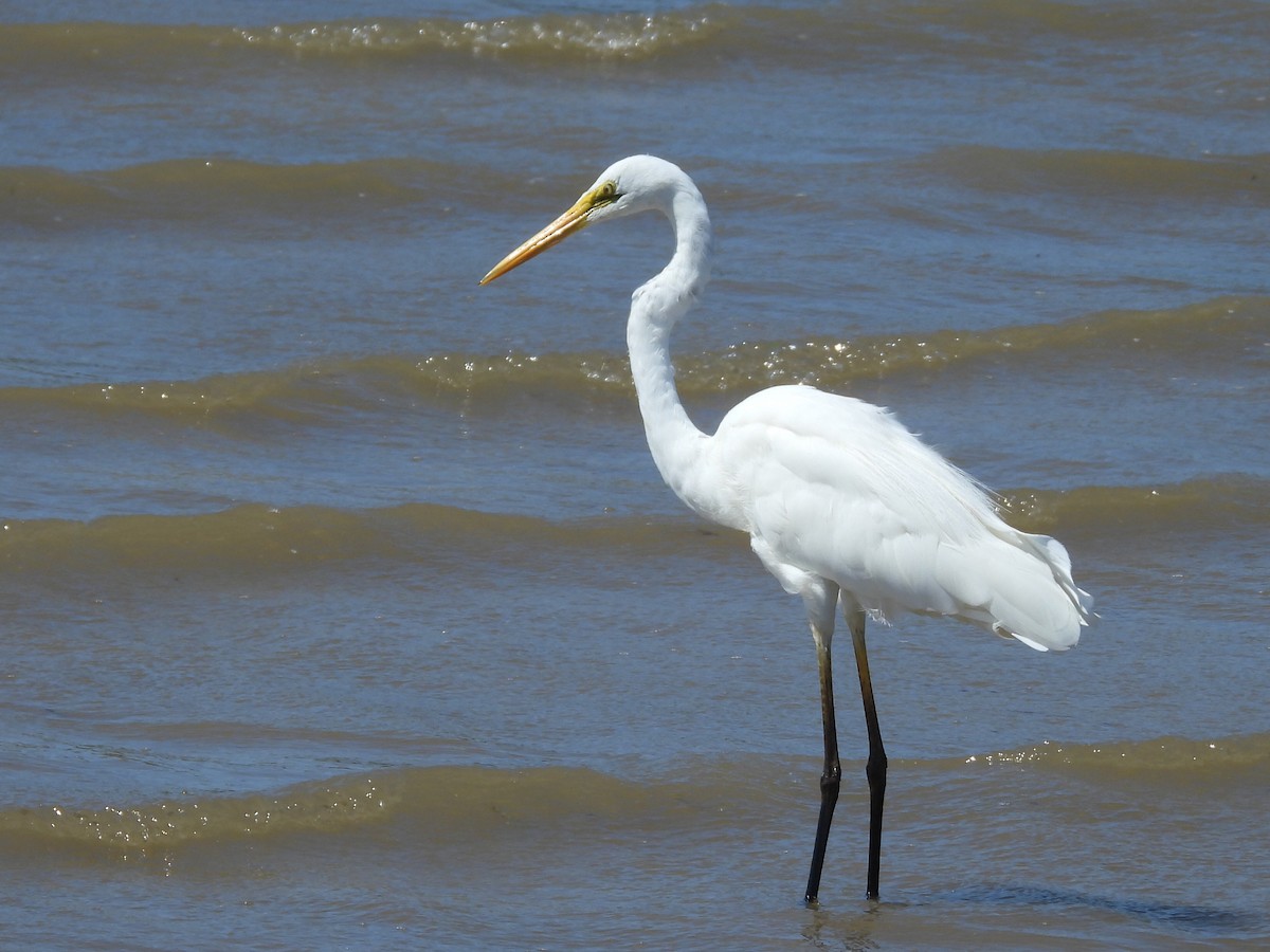 Great Egret - ML624538057