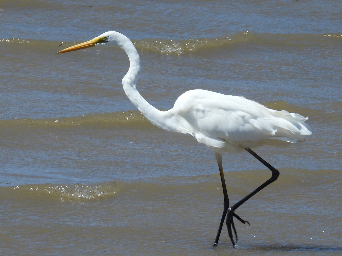 Great Egret - ML624538058