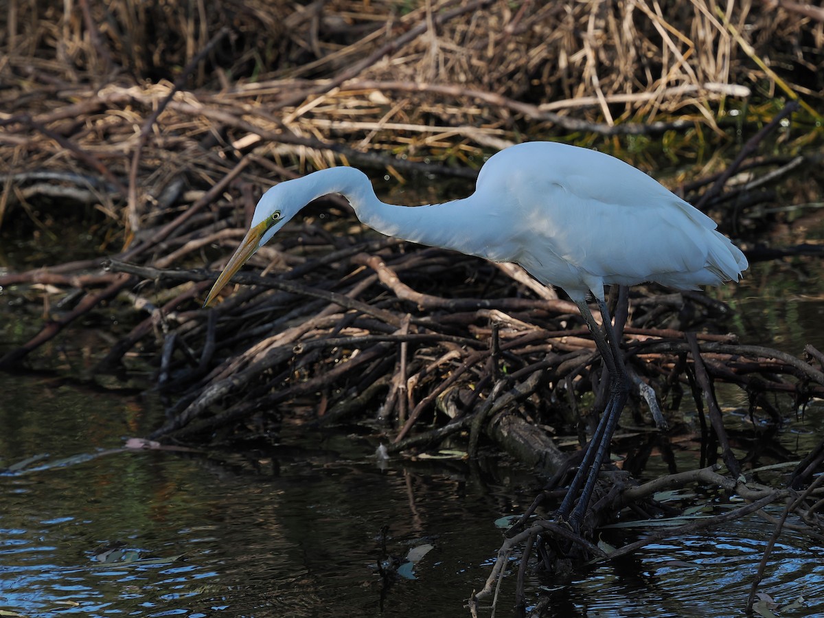 Great Egret - ML624538059