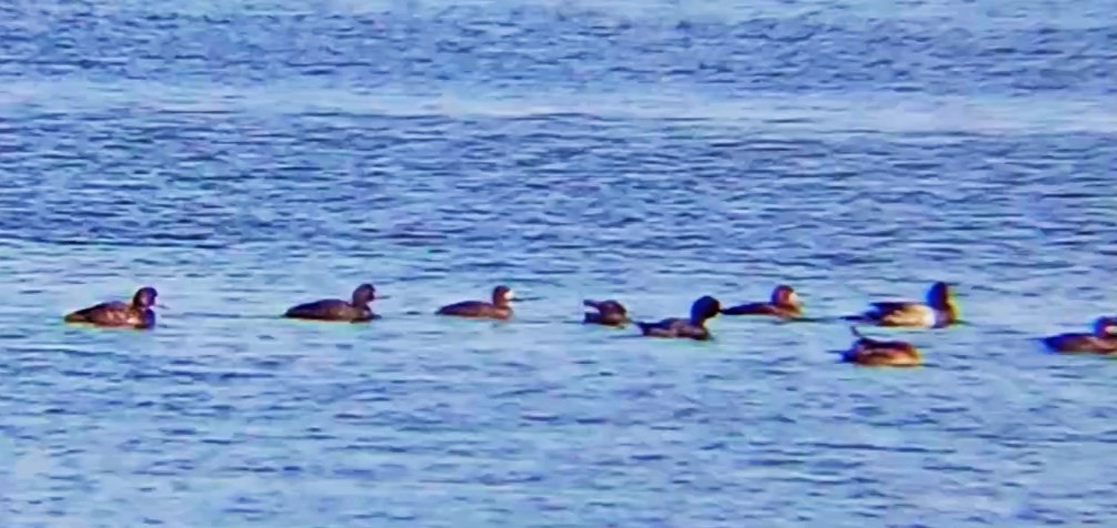 Greater Scaup - Laurent Pascual-Le Tallec