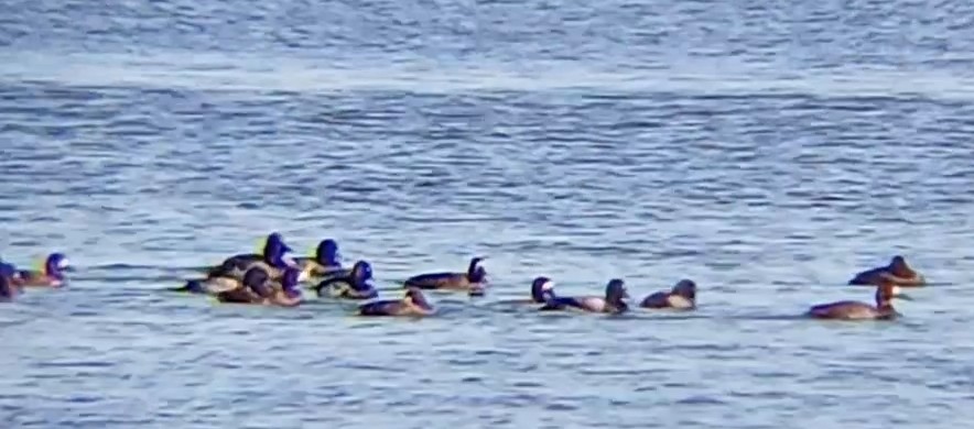 Greater Scaup - Laurent Pascual-Le Tallec