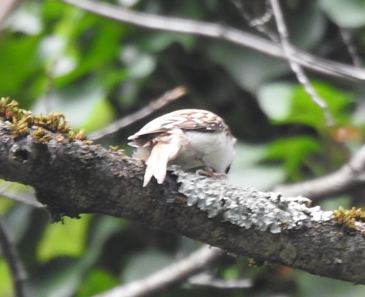 Eurasian Treecreeper - Lior Eshdat