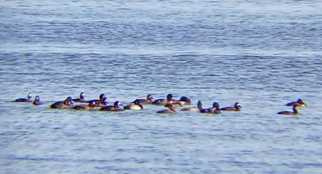 Greater Scaup - ML624538063