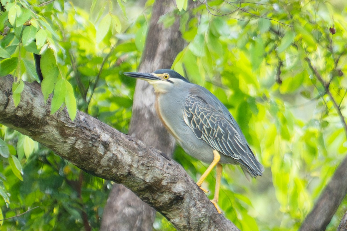 Striated Heron - ML624538067