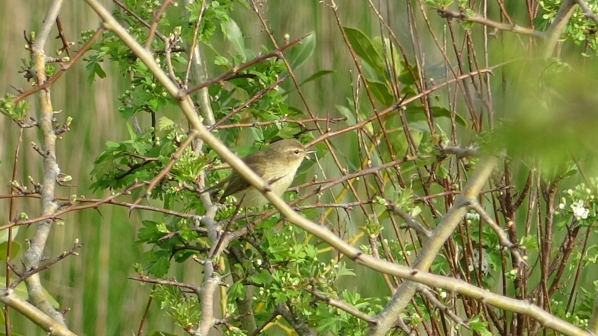 Common Chiffchaff - ML624538068