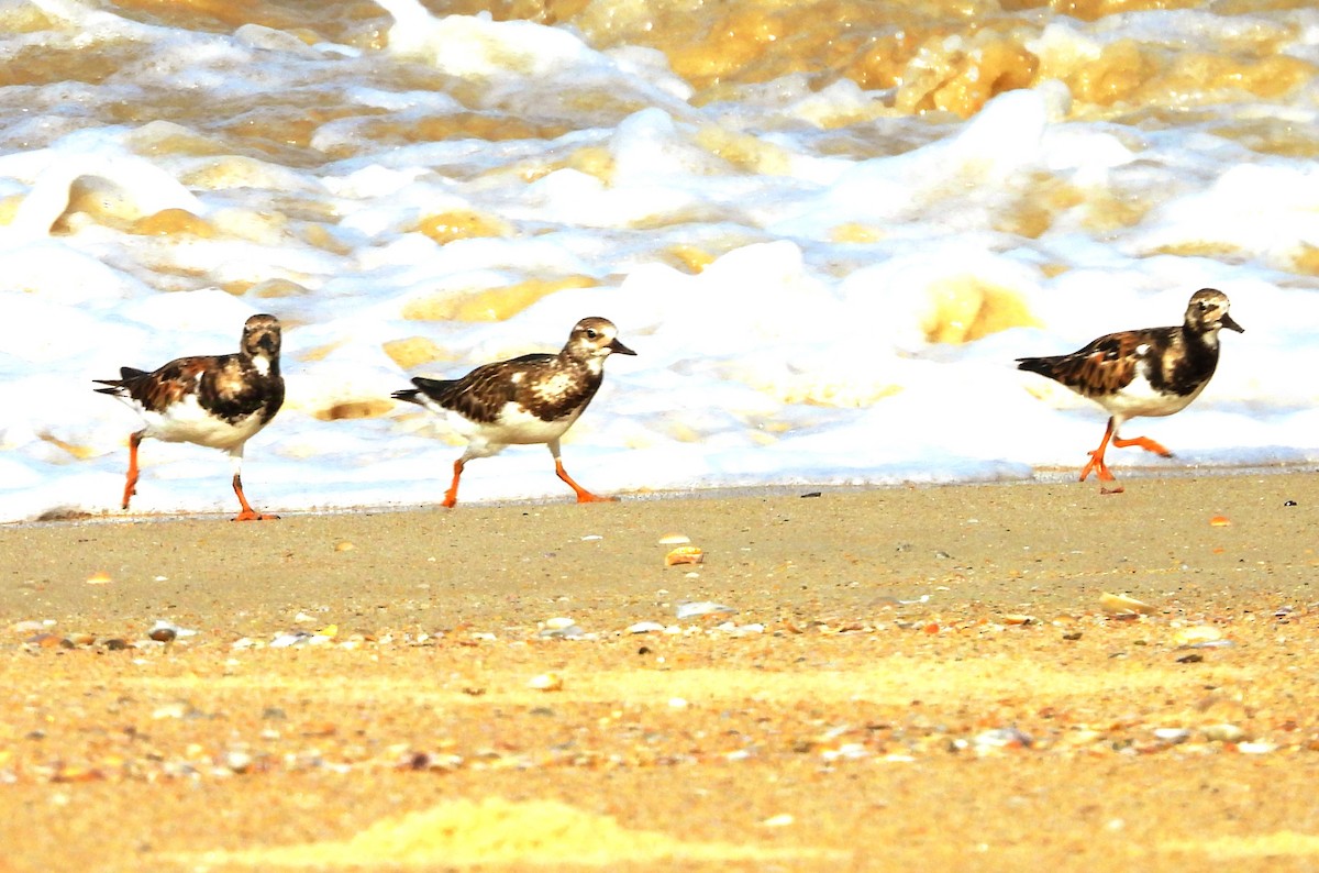 Ruddy Turnstone - ML624538069