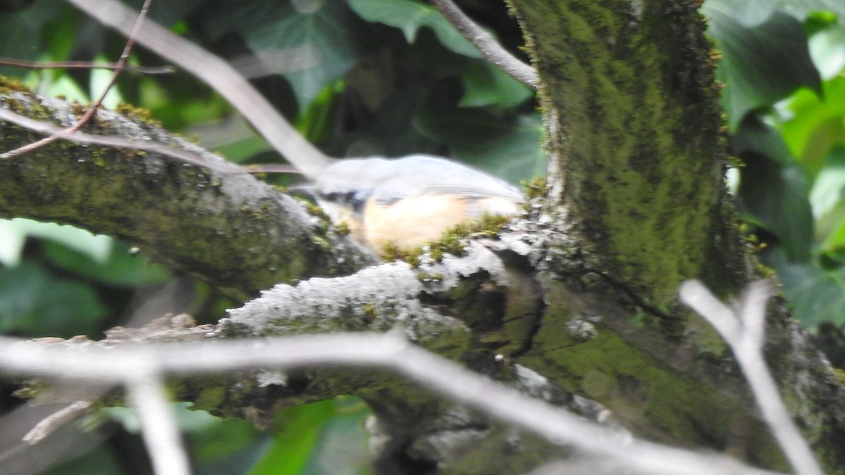 Eurasian Nuthatch - ML624538070