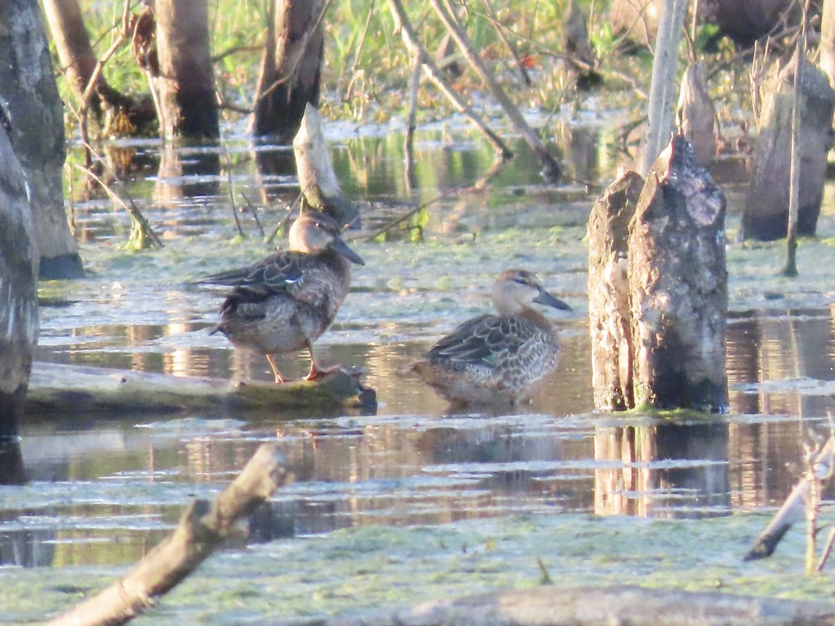 Blue-winged Teal - ML624538073