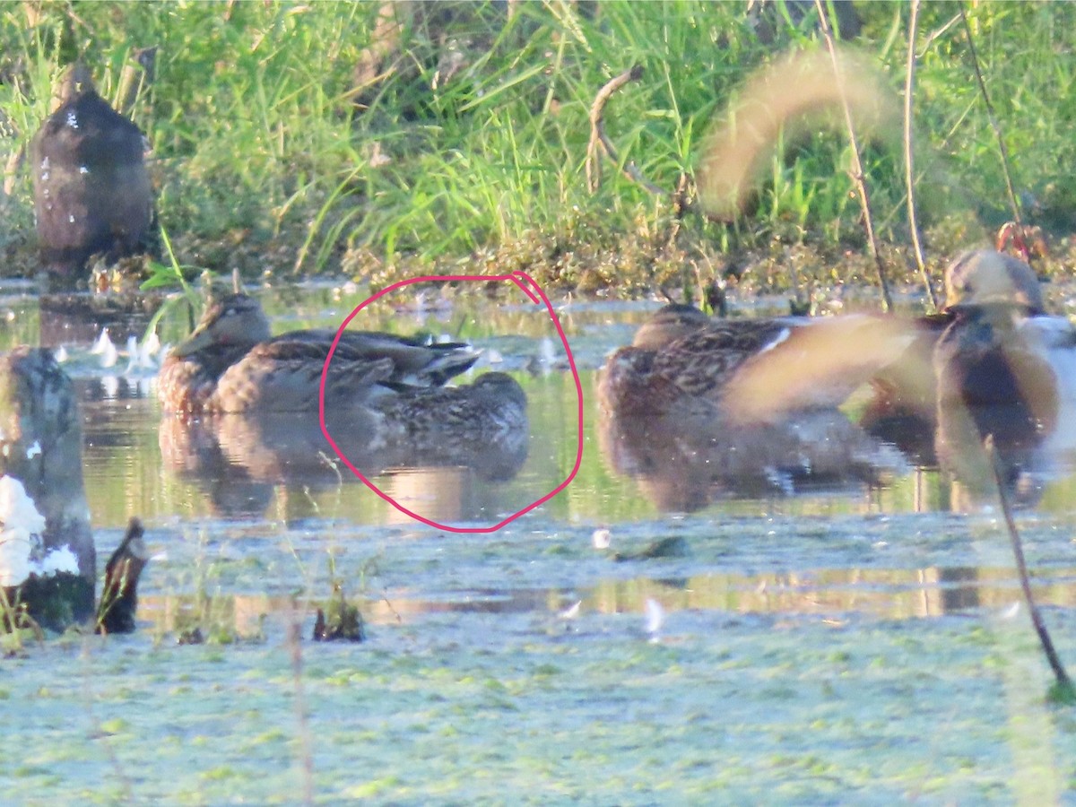 Green-winged Teal (American) - ML624538074