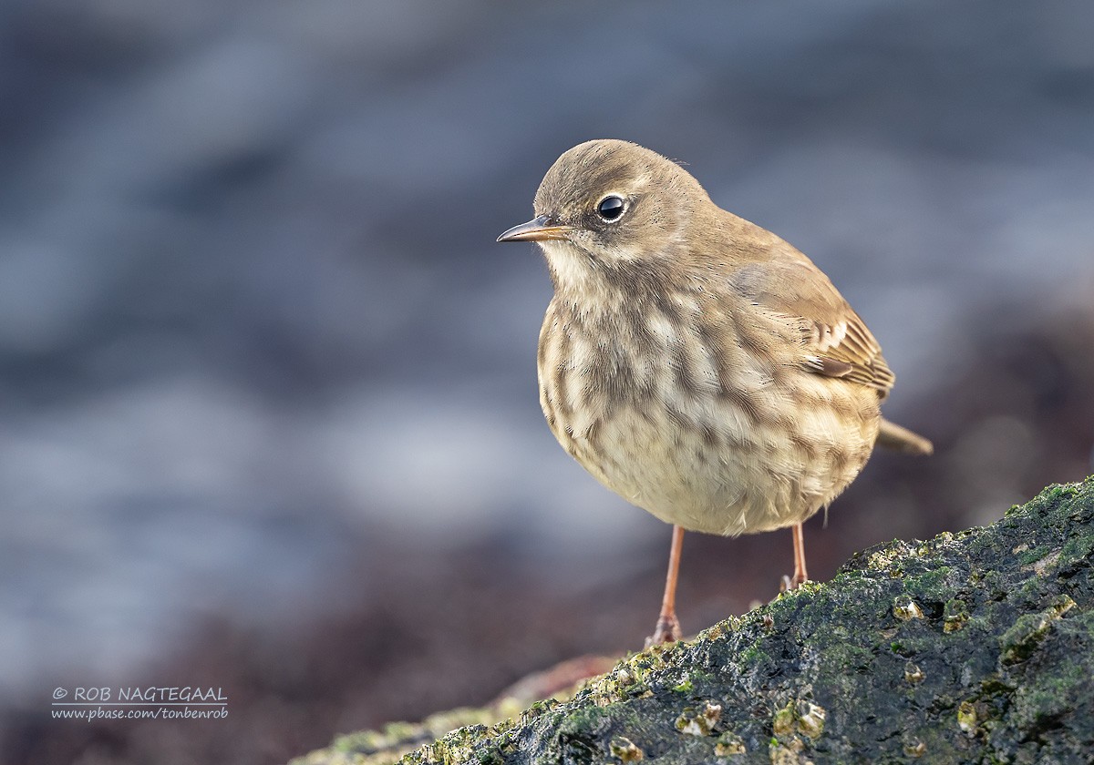 Rock Pipit - ML624538100