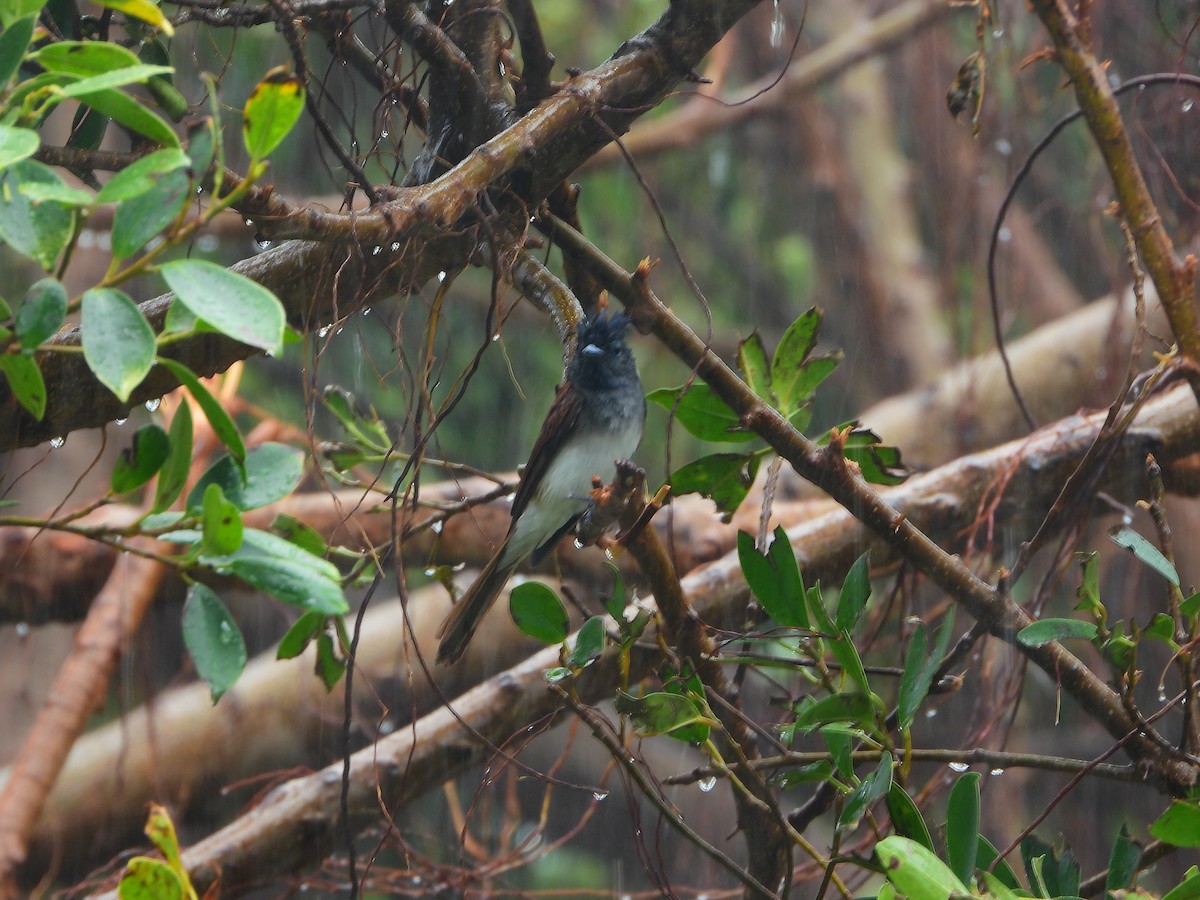 Black Paradise-Flycatcher - xie xinxing