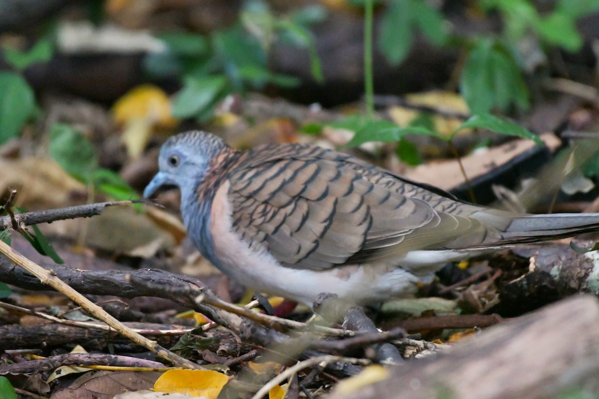 Kupfernackentäubchen - ML624538118