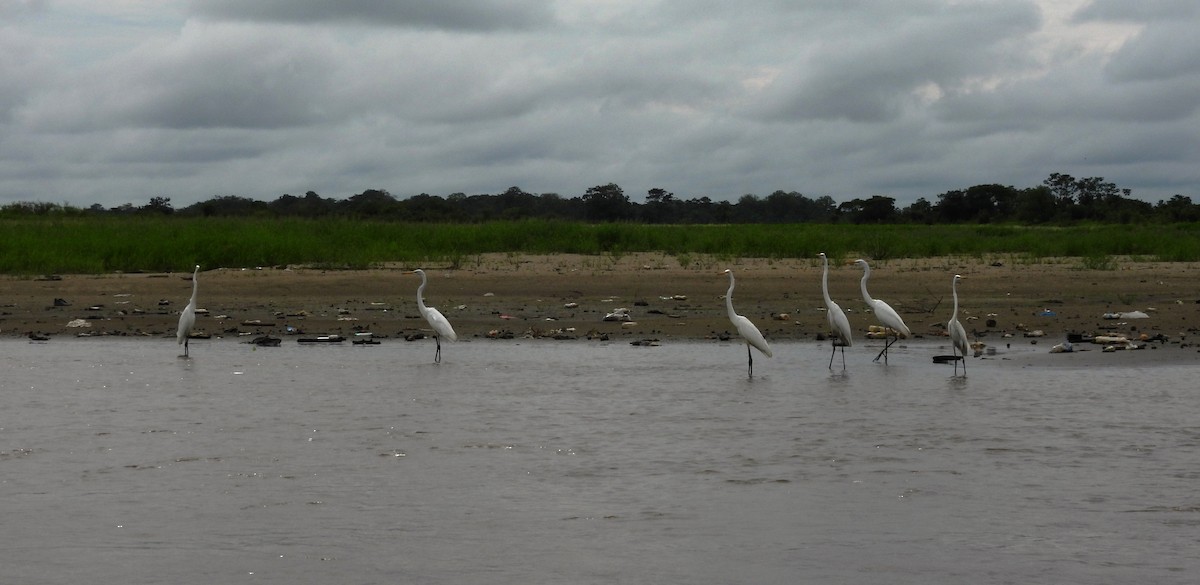 Great Egret - Fernando Angulo - CORBIDI