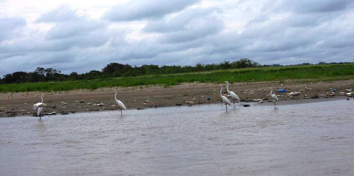 Great Egret - Fernando Angulo - CORBIDI