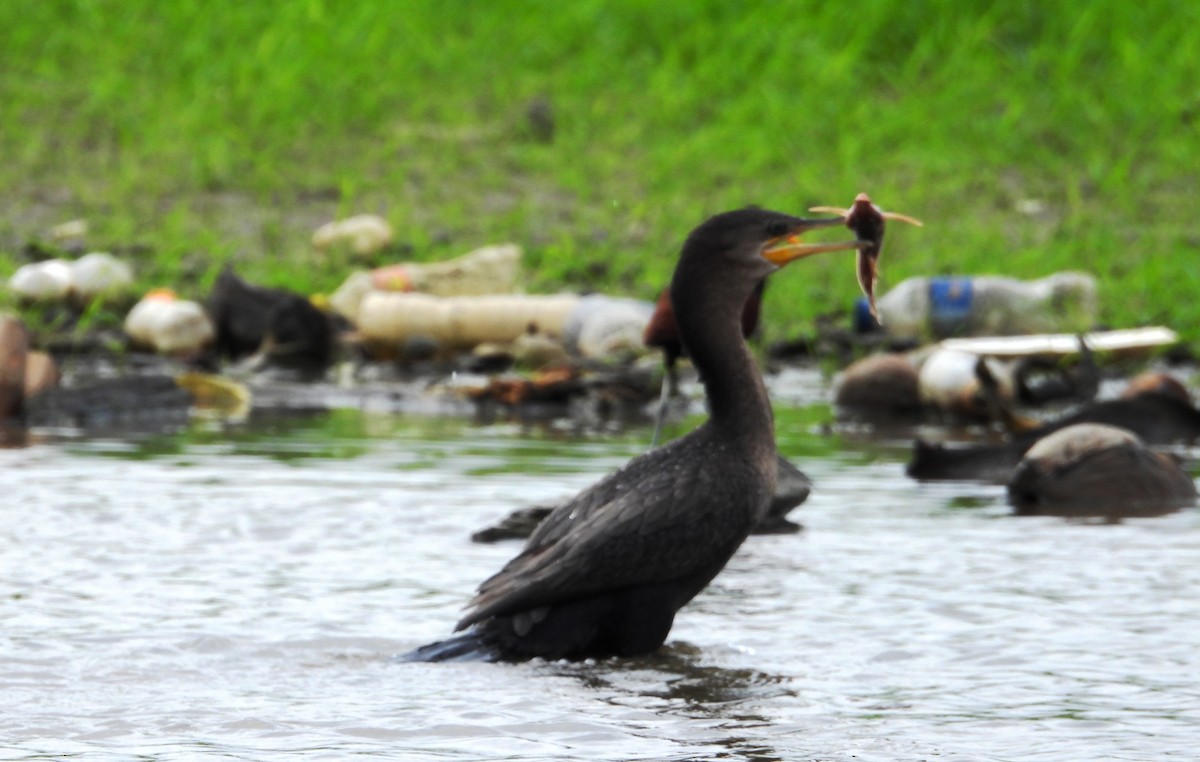 Neotropic Cormorant - Fernando Angulo - CORBIDI