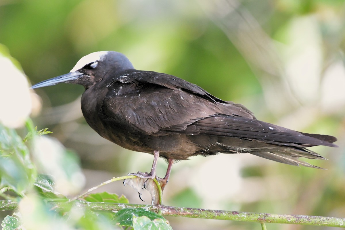 Black Noddy - ML624538172