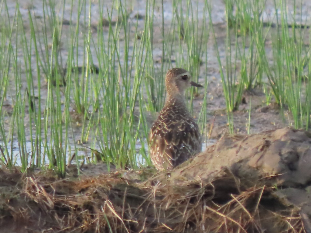 Chorlito Dorado Siberiano - ML624538199