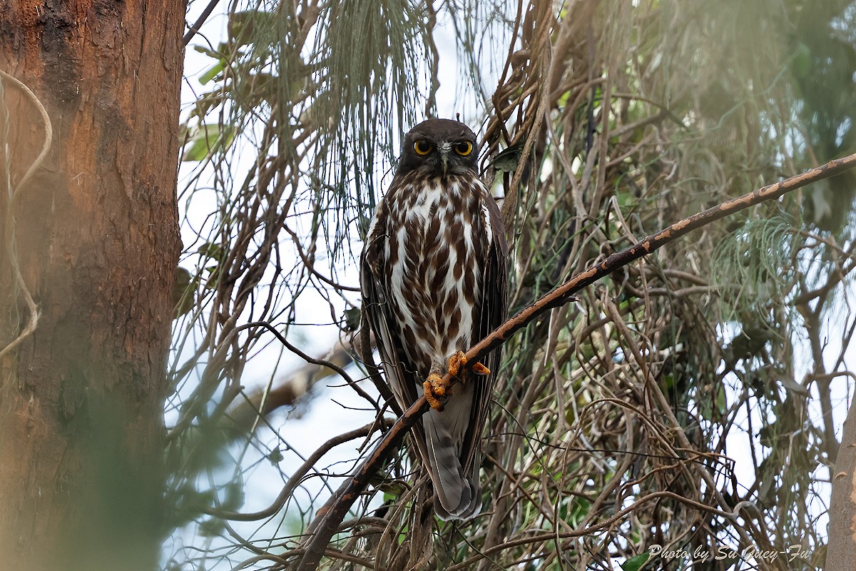 Northern Boobook - ML624538256