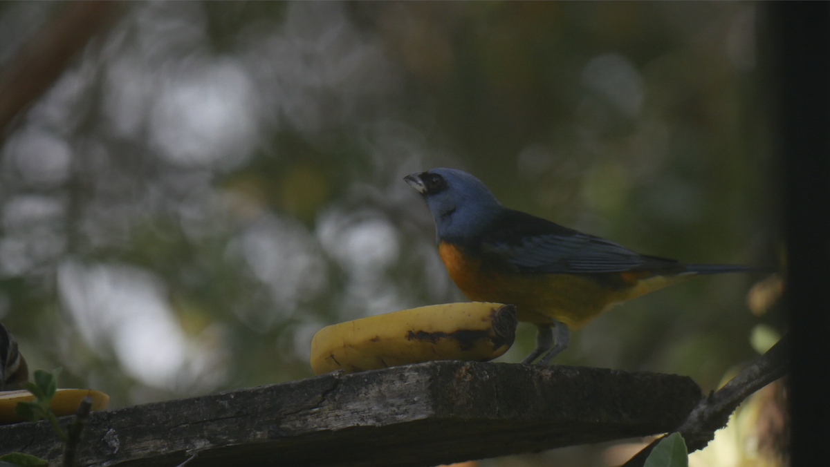 Blue-and-yellow Tanager - ML624538282