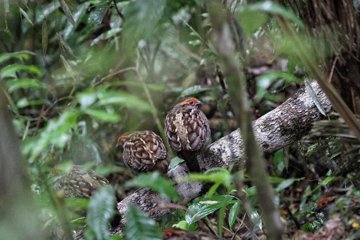 Spot-winged Wood-Quail - ML624538301