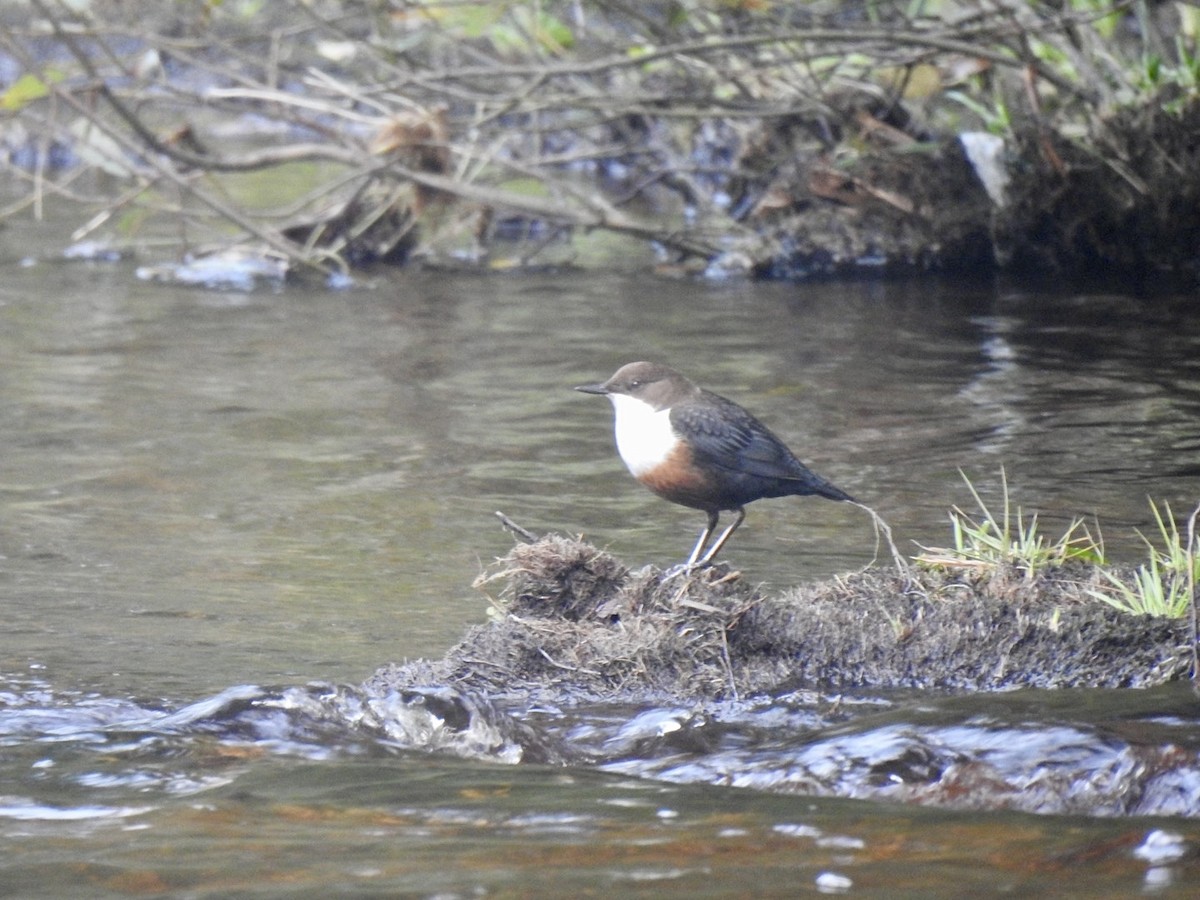 White-throated Dipper - ML624538331